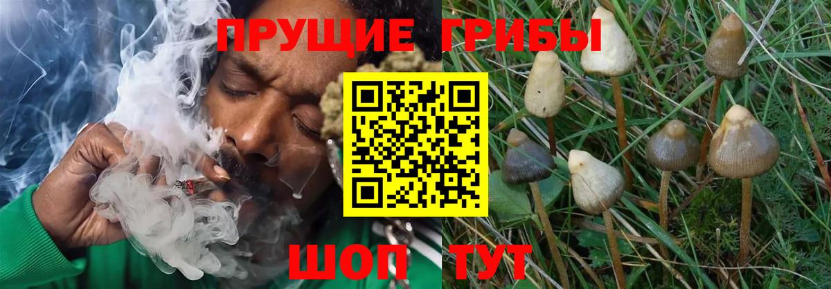 Обь  Псилоцибиновые грибы MAGIC MUSHROOMS  наркотики  Псилоцибиновые грибы Cubensis  Вход с VPN 
